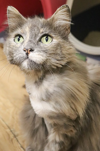 Rifa solidaria La Gatoteca