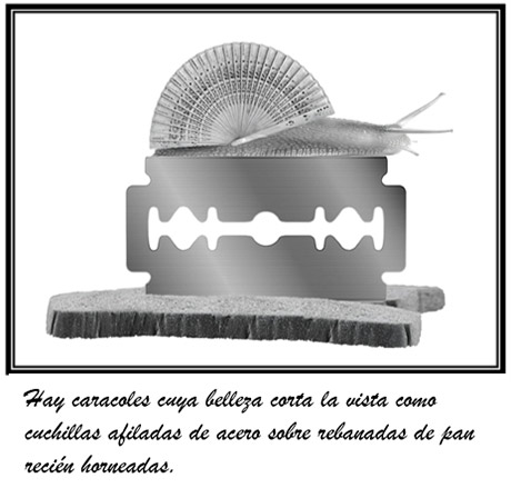 Hay caracoles cuya belleza corta la vista como cuchillas afiladas de acero sobre rebanadas de pan recién horneadas.